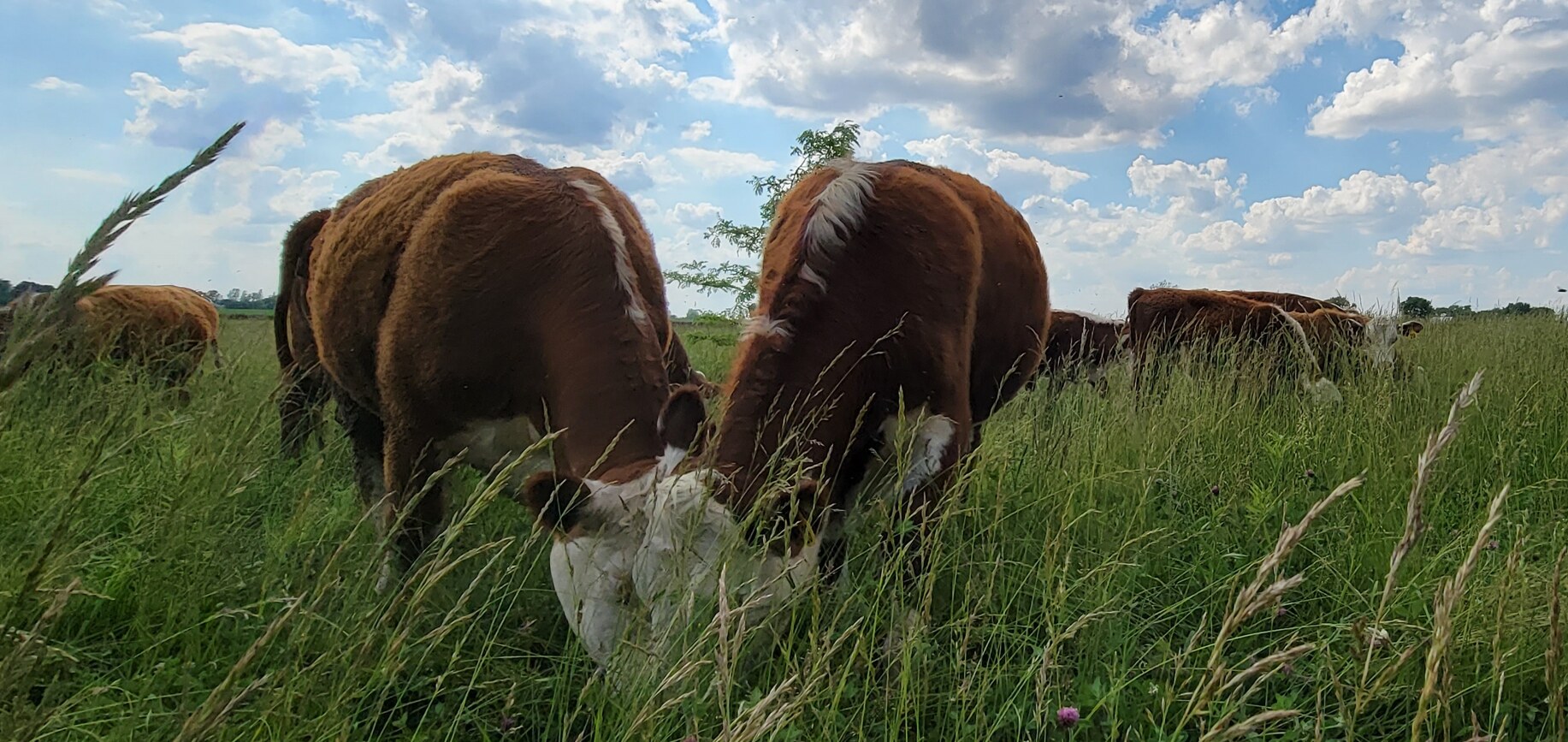 Cattle on pasture