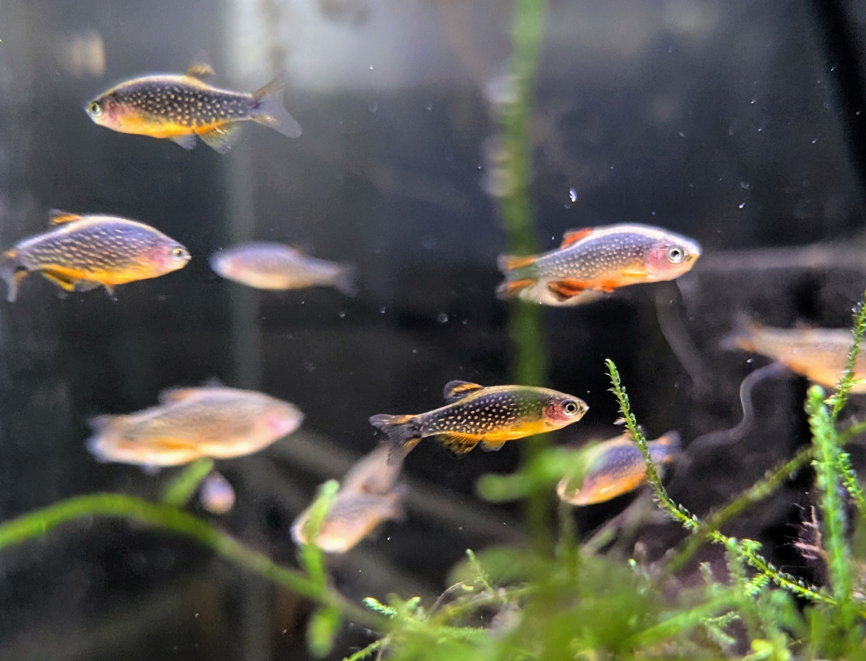 Celestial Pearl Danio in a planted aquarium