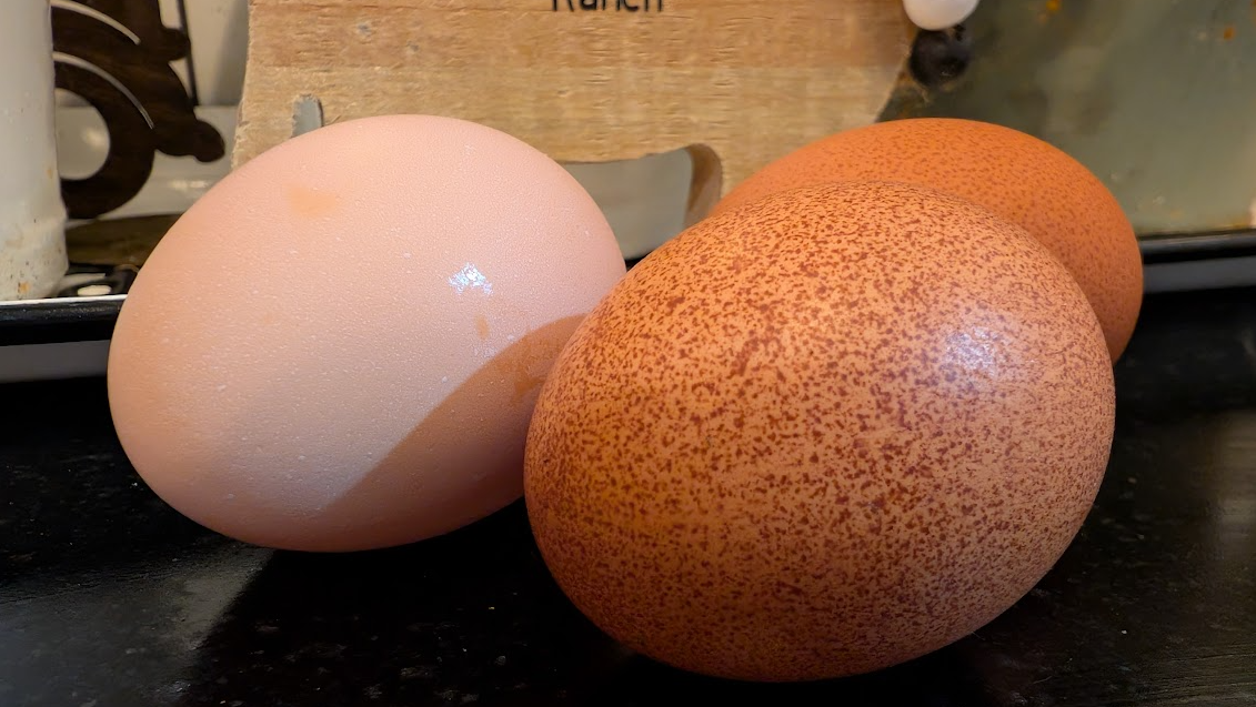 Pastured eggs and livestock on green pasture