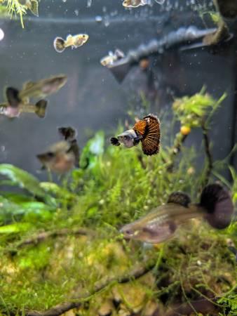 Red Dragon Guppies