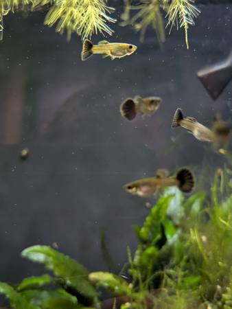 Red Dragon Guppies