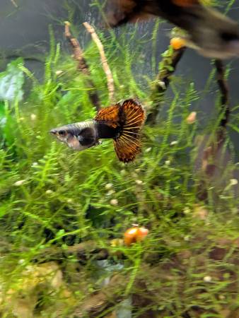 Red Dragon Guppies