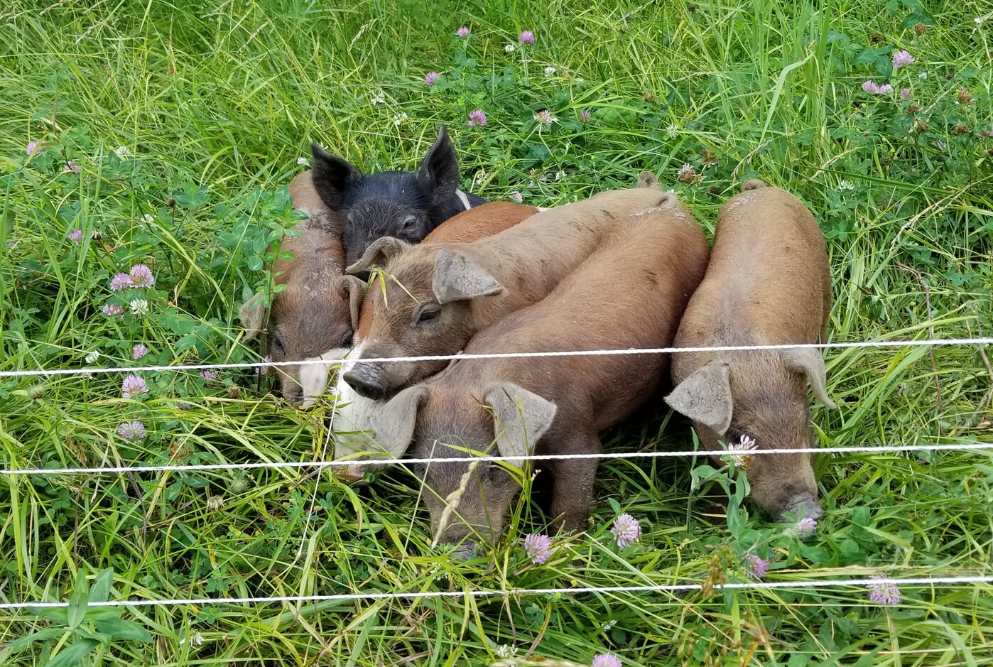 Pastured pigs